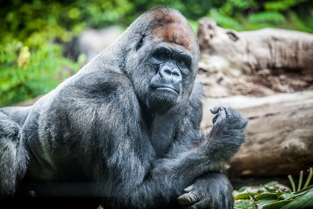 How to Get Face to Face with the World's Deadliest Animals Flights Blog