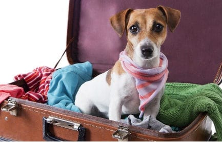 Pets In Travel – Cute Pet Photos From Around The World