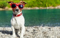Pets In Travel – Summer Fun