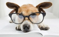 Pets In Travel – Back to School