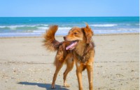 Doubly Delightful Travel Destinations: Five Spots Sure to Please You and Your Pooch